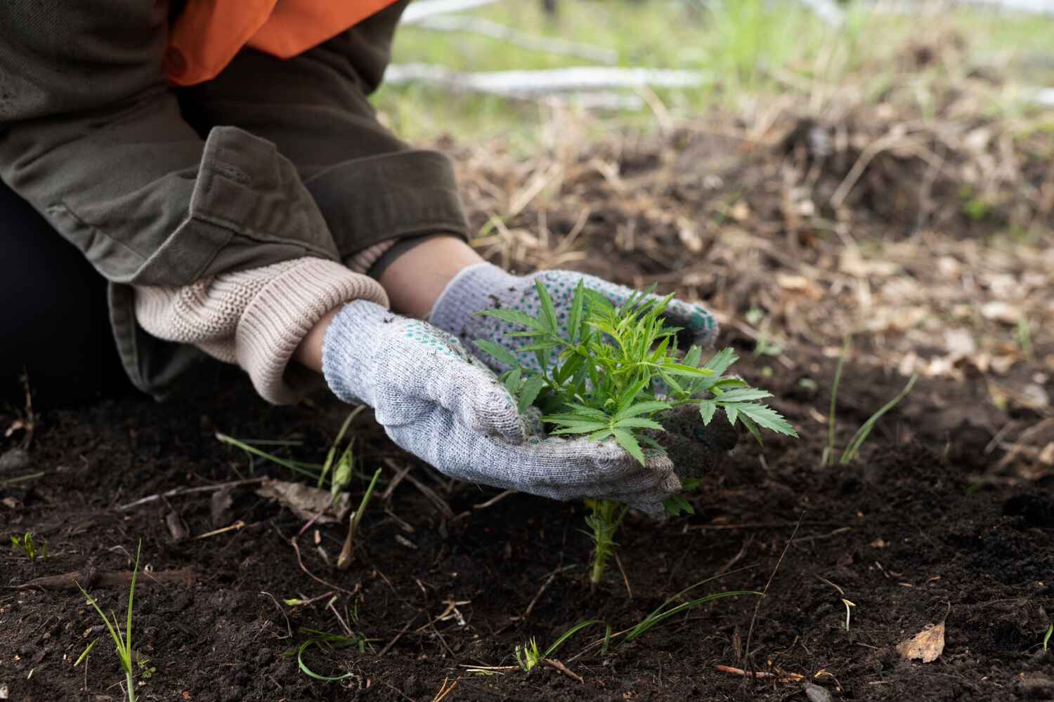 Best Residential Tree Removal  in Warm Mineral Springs, FL